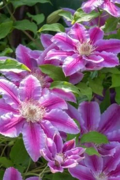 Dr. Ruppel Clematis - 1 Gallon Pot -Garden Plant Seeds clematis dr ruppel 4