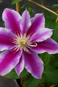 Dr. Ruppel Clematis - 1 Gallon Pot -Garden Plant Seeds clematis dr ruppel 7