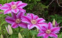 Dr. Ruppel Clematis - 1 Gallon Pot -Garden Plant Seeds clematis dr ruppel 8
