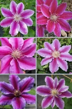 Dr. Ruppel Clematis - 1 Gallon Pot -Garden Plant Seeds clematis dr ruppel 9