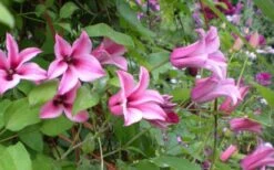 Duchess Of Albany Clematis - 1 Gallon Pot -Garden Plant Seeds clematis duchess of albany 5