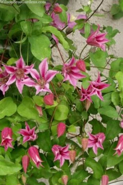 Duchess Of Albany Clematis - 1 Gallon Pot -Garden Plant Seeds clematis duchess of albany 7