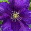Duchess Of Cornwall Clematis- 1 Gallon Pot -Garden Plant Seeds clematis duchess of cornwall 3