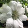 Duchess Of Edinburgh Clematis - 2 Gallon Pot -Garden Plant Seeds clematis duchess of edinburgh 5 1