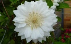 Duchess Of Edinburgh Clematis - 1 Gallon Pot -Garden Plant Seeds clematis duchess of edinburgh 6