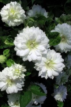 Duchess Of Edinburgh Clematis - 1 Gallon Pot -Garden Plant Seeds clematis duchess of edinburgh 7