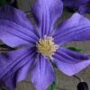 Durandii Clematis - 1 Gallon Pot -Garden Plant Seeds clematis durandii 10