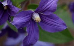 Durandii Clematis - 1 Gallon Pot -Garden Plant Seeds clematis durandii 12