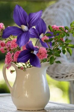 Durandii Clematis - 1 Gallon Pot -Garden Plant Seeds clematis durandii 13