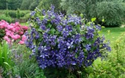 Durandii Clematis - 1 Gallon Pot -Garden Plant Seeds clematis durandii 3