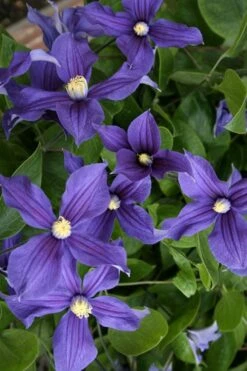 Durandii Clematis - 1 Gallon Pot -Garden Plant Seeds clematis durandii 5