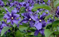 Durandii Clematis - 1 Gallon Pot -Garden Plant Seeds clematis durandii 6