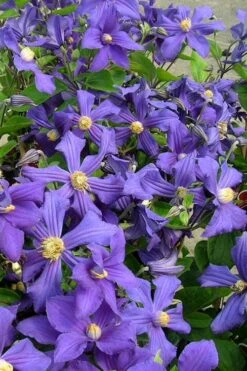 Durandii Clematis - 1 Gallon Pot -Garden Plant Seeds clematis durandii 7