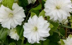 Duchess Of Edinburgh Clematis - 1 Gallon Pot -Garden Plant Seeds clematis duschess of edinburgh 3