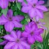 Elsa Spath Clematis - 1 Gallon Pot -Garden Plant Seeds clematis elsa spath 6