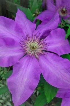 Elsa Spath Clematis - 1 Gallon Pot -Garden Plant Seeds clematis elsa spath 7