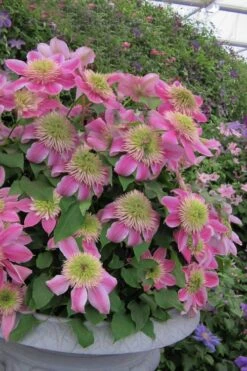 Empress Clematis - 1 Gallon Pot -Garden Plant Seeds clematis empress 4