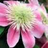 Empress Clematis - 1 Gallon Pot -Garden Plant Seeds clematis empress 6