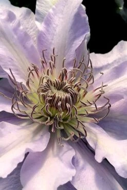 Filigree Clematis - 1 Gallon Pot -Garden Plant Seeds clematis filigree 2