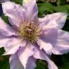 Filigree Clematis - 1 Gallon Pot 2 Filigree Clematis - 1 Gallon Pot -Garden Plant Seeds clematis filigree 3