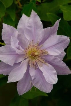 Filigree Clematis - 1 Gallon Pot -Garden Plant Seeds clematis filigree 4