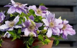 Filigree Clematis - 1 Gallon Pot -Garden Plant Seeds clematis filigree 7