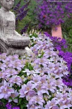 Filigree Clematis - 1 Gallon Pot -Garden Plant Seeds clematis filigree 9