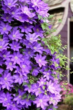 General Sikorski Clematis - 1 Gallon Pot -Garden Plant Seeds clematis general sikorski 11