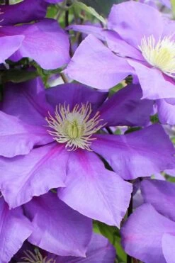 General Sikorski Clematis - 1 Gallon Pot -Garden Plant Seeds clematis general sikorski 6