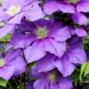 General Sikorski Clematis - 1 Gallon Pot -Garden Plant Seeds clematis general sikorski 7