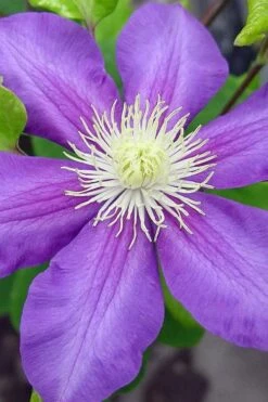 General Sikorski Clematis - 1 Gallon Pot -Garden Plant Seeds clematis general sikorski 8