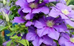 General Sikorski Clematis - 1 Gallon Pot -Garden Plant Seeds clematis general sikorski 9