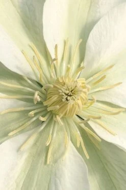 Guernsey Cream Clematis - 1 Gallon Pot -Garden Plant Seeds clematis guernsey cream 1