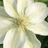 Guernsey Cream Clematis - 1 Gallon Pot -Garden Plant Seeds clematis guernsey cream 2