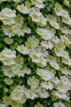 Guernsey Cream Clematis - 1 Gallon Pot -Garden Plant Seeds clematis guernsey cream 5