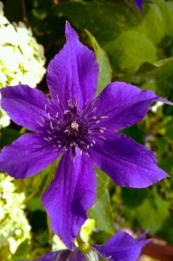 Guiding Promise Clematis - 1 Gallon Pot -Garden Plant Seeds clematis guiding promise 1