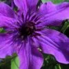 Guiding Promise Clematis - 1 Gallon Pot -Garden Plant Seeds clematis guiding promise 4
