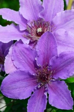 Ines Clematis - 1 Gallon Pot -Garden Plant Seeds clematis ines 3