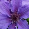Ines Clematis - 1 Gallon Pot -Garden Plant Seeds clematis ines 5