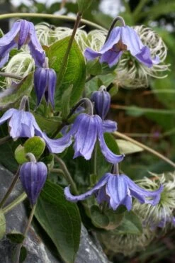 Clematis Integrifolia (Solitary Bush Clematis) - 1 Gallon Pot -Garden Plant Seeds clematis integrifolia soiltary bush clematis 3