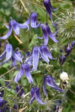 Clematis Integrifolia (Solitary Bush Clematis) - 1 Gallon Pot -Garden Plant Seeds clematis integrifolia soiltary bush clematis 4