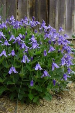 Clematis Integrifolia (Solitary Bush Clematis) - 1 Gallon Pot -Garden Plant Seeds clematis integrifolia soiltary bush clematis 5