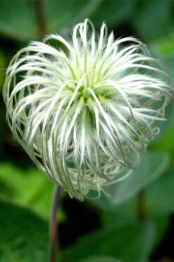 Clematis Integrifolia (Solitary Bush Clematis) - 1 Gallon Pot -Garden Plant Seeds clematis integrifolia soiltary bush clematis 6