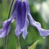 Clematis Integrifolia (Solitary Bush Clematis) - 1 Gallon Pot -Garden Plant Seeds clematis integrifolia soiltary bush clematis 7
