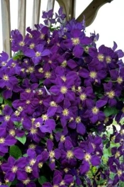 Jakmanii Purple Clematis - 1 Gallon Pot -Garden Plant Seeds clematis jackmanii 5