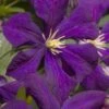 Jakmanii Purple Clematis - 1 Gallon Pot -Garden Plant Seeds clematis jackmanii 7