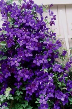 Jakmanii Purple Clematis - 1 Gallon Pot -Garden Plant Seeds clematis jackmanii 9