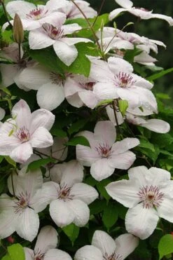 John Paul II Clematis - 1 Gallon Pot -Garden Plant Seeds clematis john paul II 11