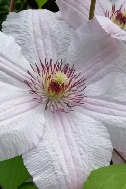 John Paul II Clematis - 1 Gallon Pot -Garden Plant Seeds clematis john paul II 12