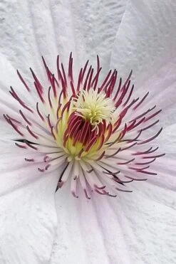 John Paul II Clematis - 1 Gallon Pot -Garden Plant Seeds clematis john paul II 5